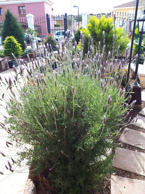 Apartamento Tranquilo En Una Casa Con Jardin La Laguna  Extérieur photo