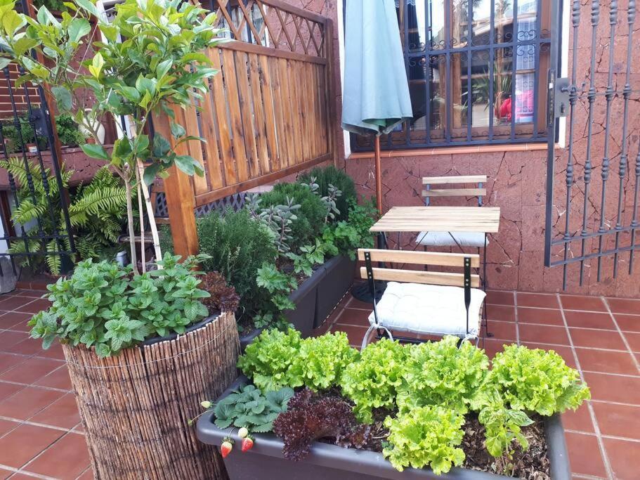 Apartamento Tranquilo En Una Casa Con Jardin La Laguna  Extérieur photo